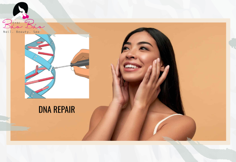 Hoạt chất phục hồi da DNA Repair